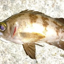 港内メバル＆ガシラ